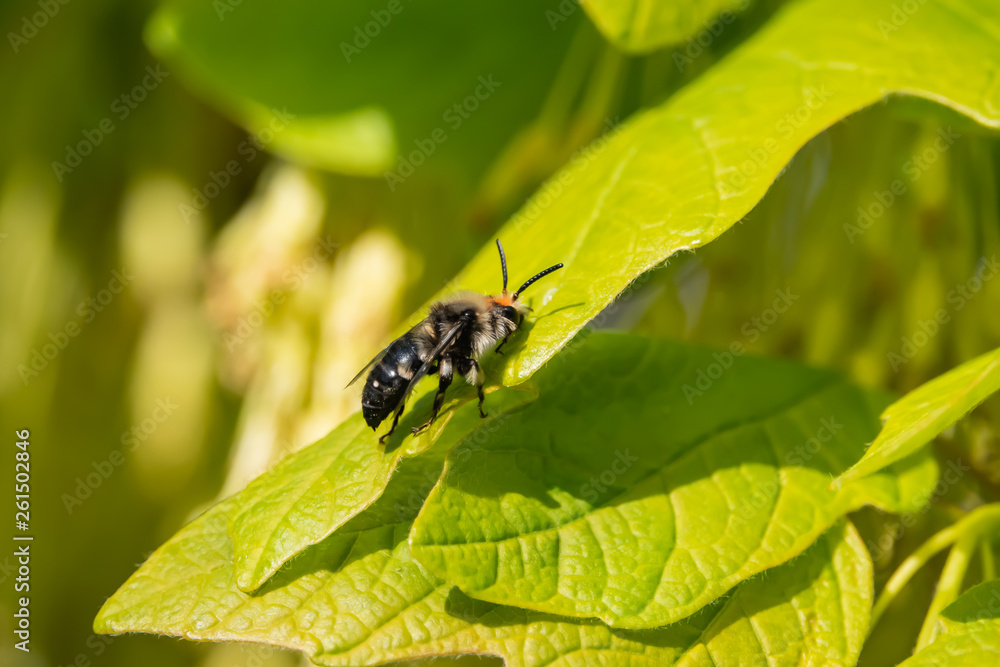 Mourning Bee on Leaf in Springtime Mourning Bee on Leaf in Springtime
