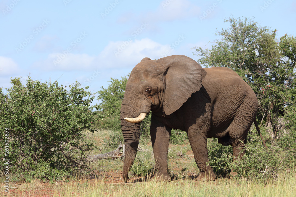 Afrikanischer Elefant / African elephant / Loxodonta africana Afrikanischer Elefant / African elephant / Loxodonta africana