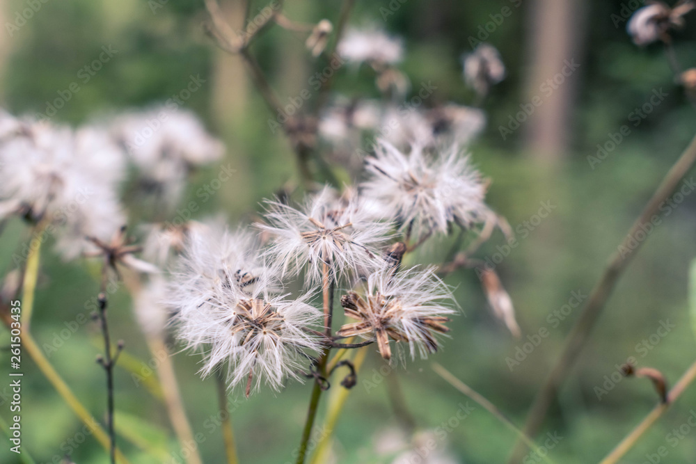 Blume Blume