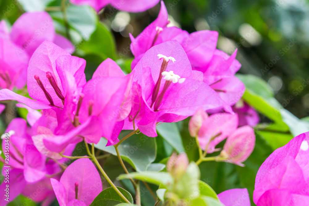 Blume Blume