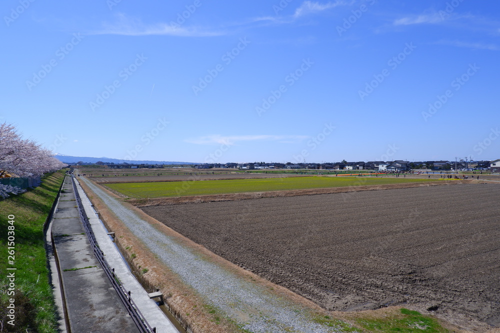 船川べりの桜