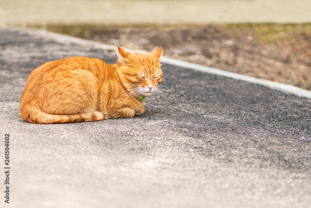 Fototapeta premium cat lying on the asphalt