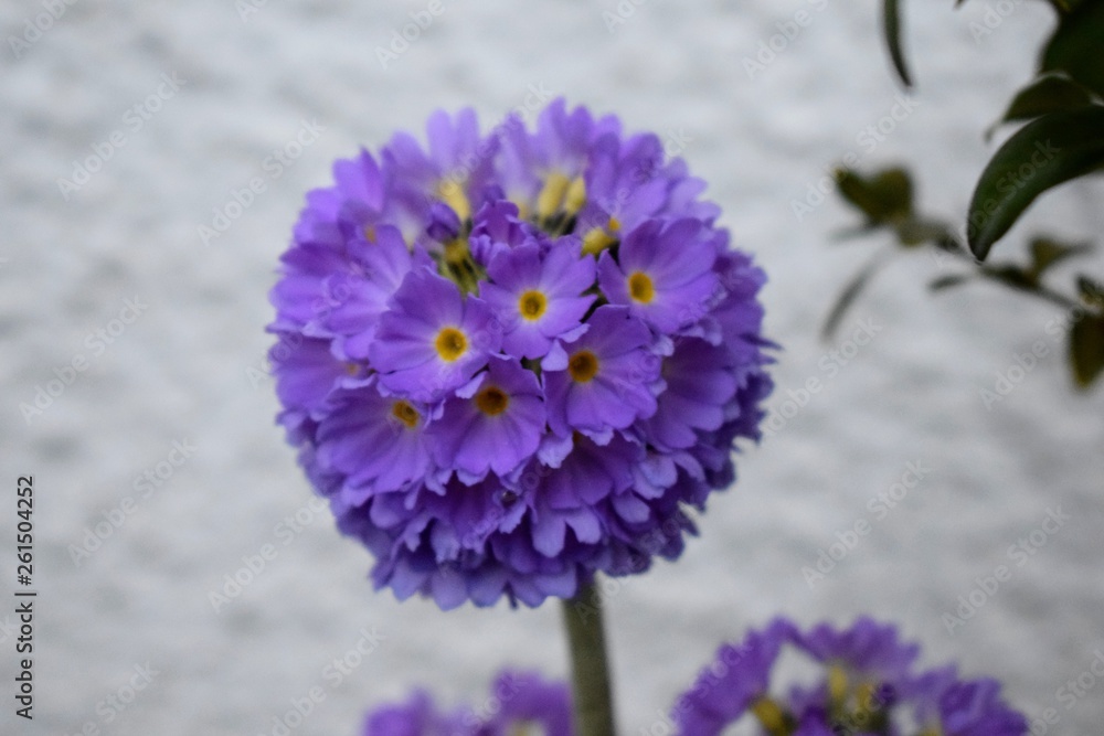 Obraz premium Beautiful Flower