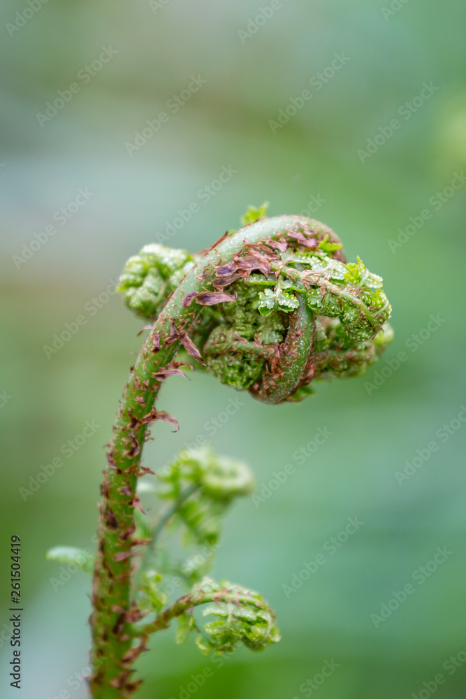 Curled up fern buds in Sussex woodland, during spring Curled up fern buds in Sussex woodland, during spring