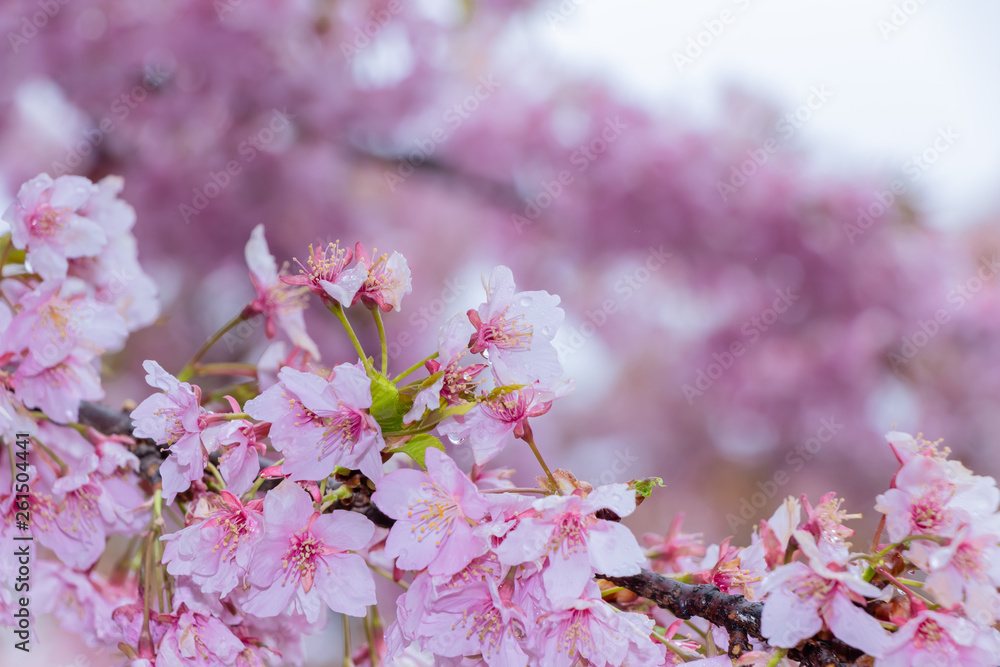 Fototapeta premium 桜の花