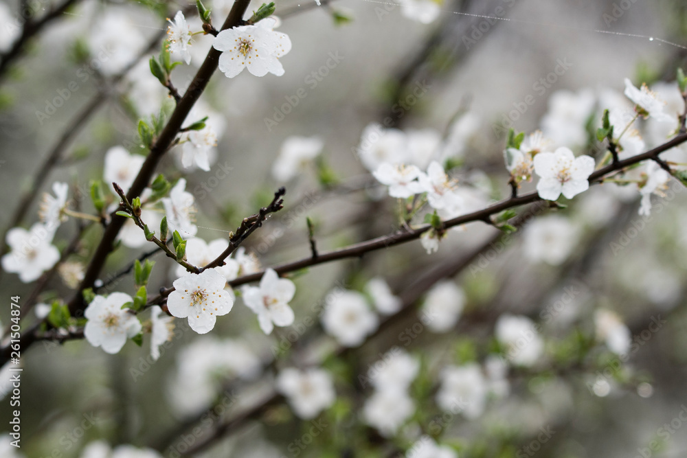 Close-up of white plum flowers with morning hoarfrost. Close-up of white plum flowers with morning hoarfrost.
