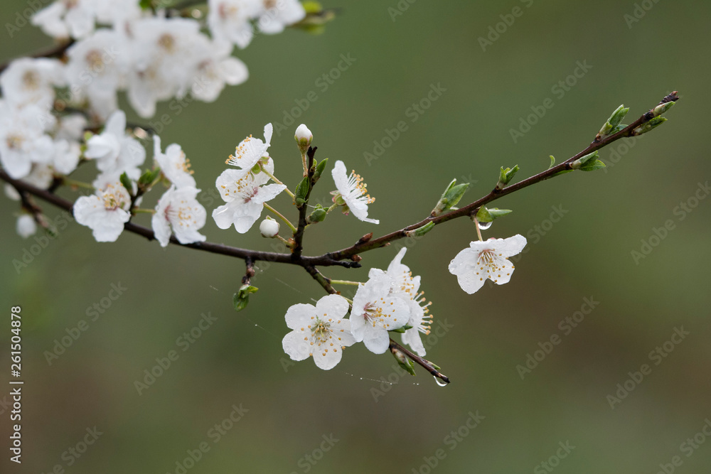 Close-up of white plum flowers with morning hoarfrost. Close-up of white plum flowers with morning hoarfrost.