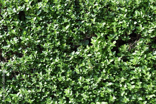 Bush leaves texture and background