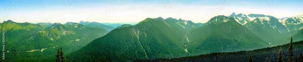 The pine forrest of Mount rainier in a sunny clear day 