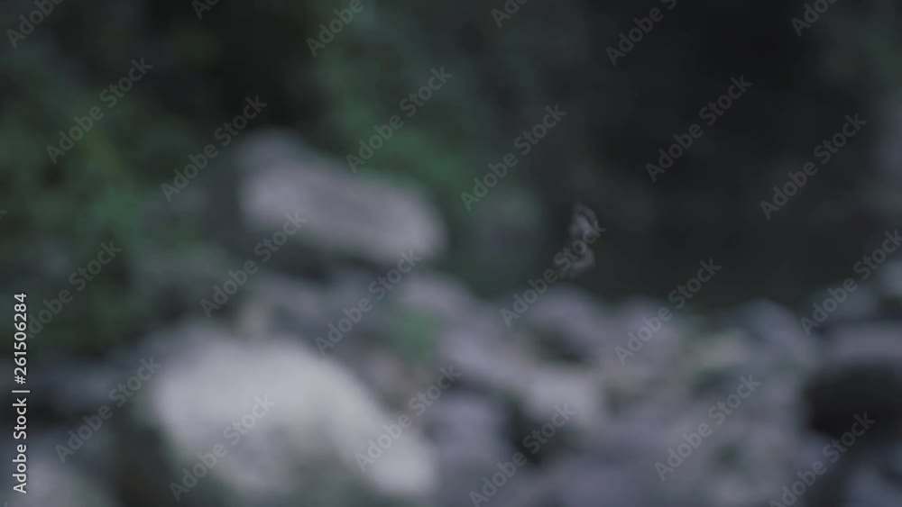 SLOW MOTION: a spider handing from an invisible web in the middle of the magical scenery known as Mango Waterfall in Adjuntas, Puerto Rico. SLOW MOTION: a spider handing from an invisible web in the middle of the magical scenery known as Mango Waterfall in Adjuntas, Puerto Rico.