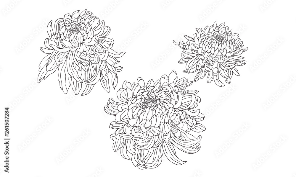 chrysanthemums 