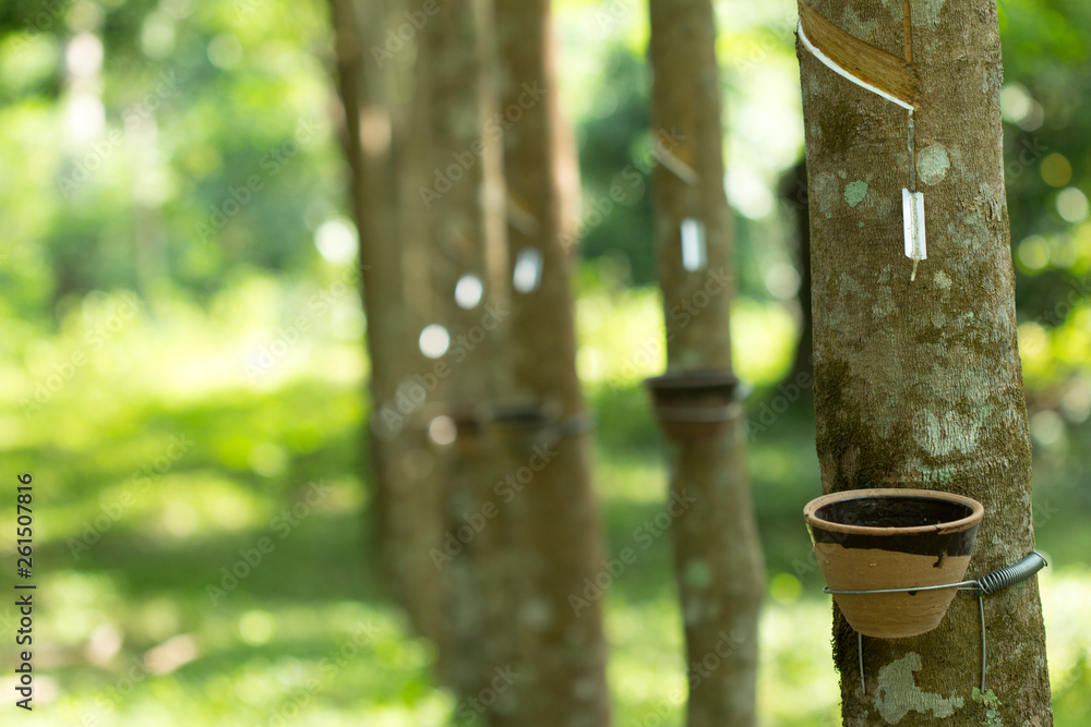 Latex extracted from rubber tree (Hevea Brasiliensis) as a source of natural rubber, Natural rubber from tree in cup. Latex extracted from rubber tree (Hevea Brasiliensis) as a source of natural rubber, Natural rubber from tree in cup.