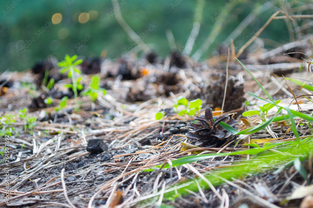 pine cones on the ground pine cones on the ground