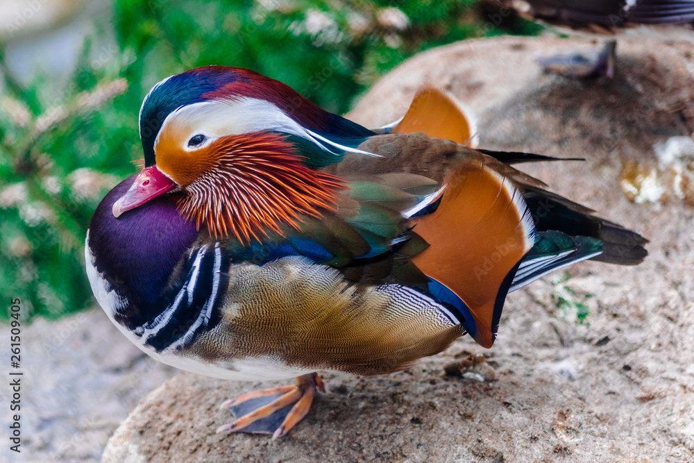 mandarin duck (Aix galericulata) male sitting on one leg looking to the left mandarin duck (Aix galericulata) male sitting on one leg looking to the left