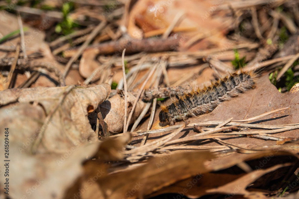 Pine Processionary Caterpillar in Springtime Pine Processionary Caterpillar in Springtime