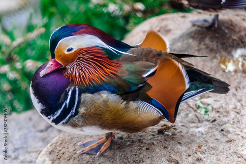 mandarin duck (Aix galericulata) male sitting on one leg looking to the left photo