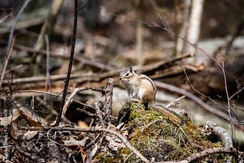 Siberian Chipmunk in Springtime