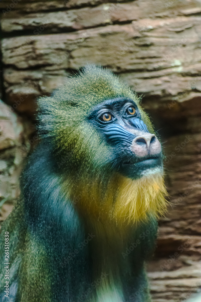 Mandrill face (Mandrillus sphinx) looking to the right very expressive with rocks background Mandrill face (Mandrillus sphinx) looking to the right very expressive with rocks background