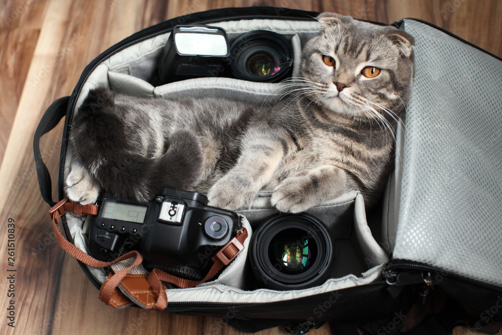 British Shorthair a cat in a photo bag