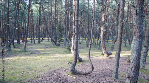 Curved pine trees in more often. Dancing forest.