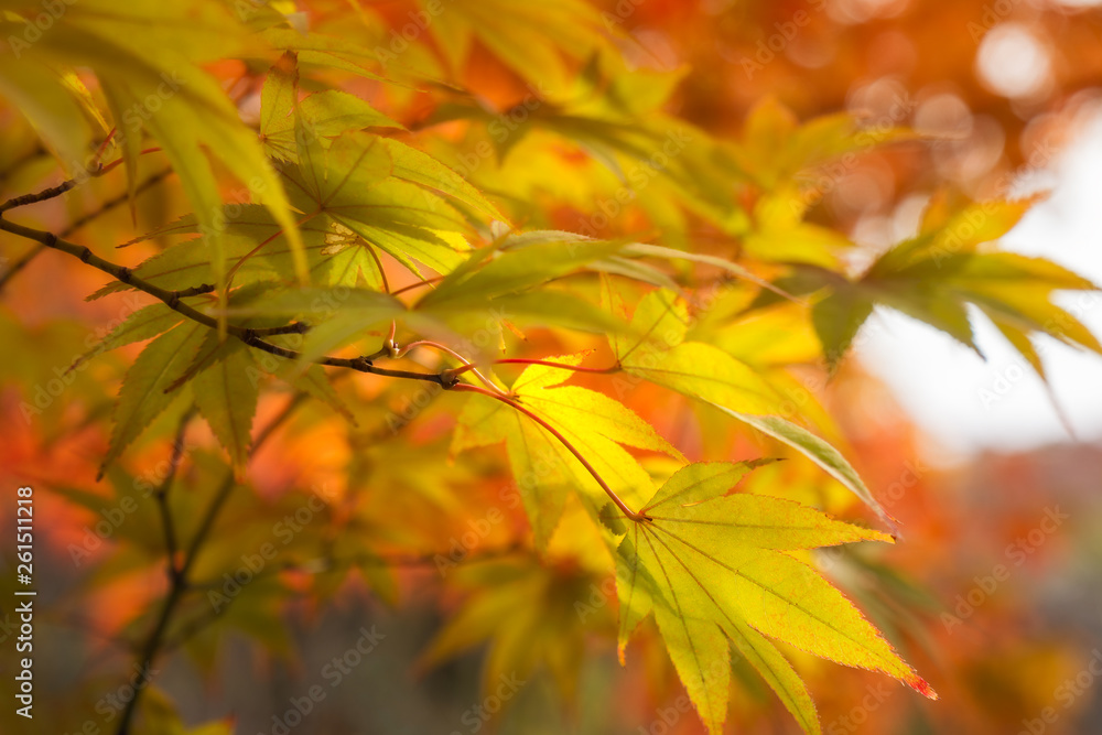 Golden Maple Leaves on a blurred autumn foliage background at Koko-en Garden in Himeji, Japan. Golden Maple Leaves on a blurred autumn foliage background at Koko-en Garden in Himeji, Japan.