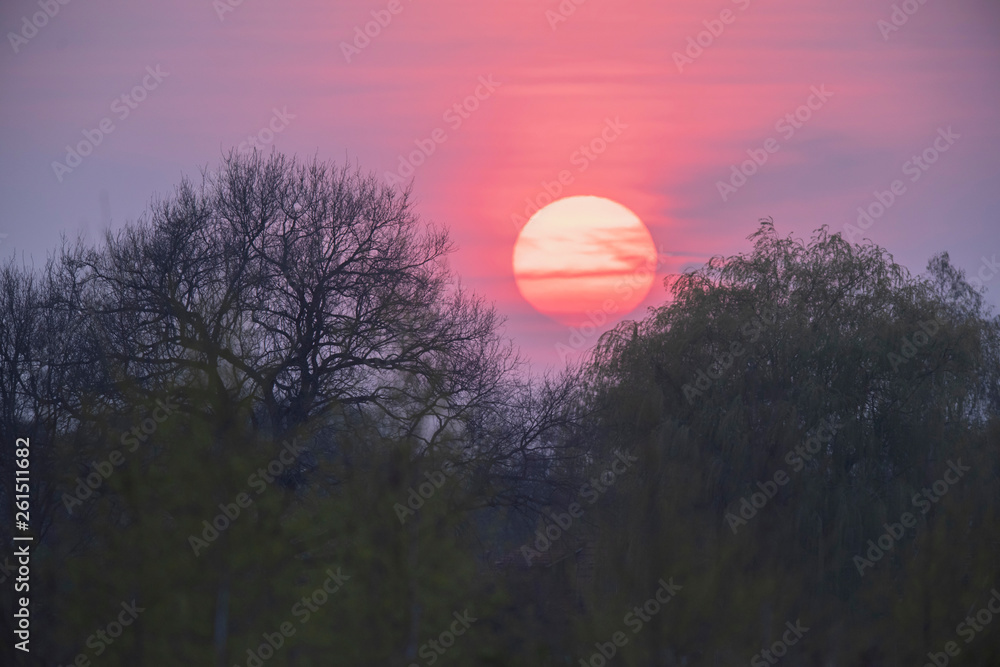 Sunset with big red sun and silhouette of trees. Sunset with big red sun and silhouette of trees.