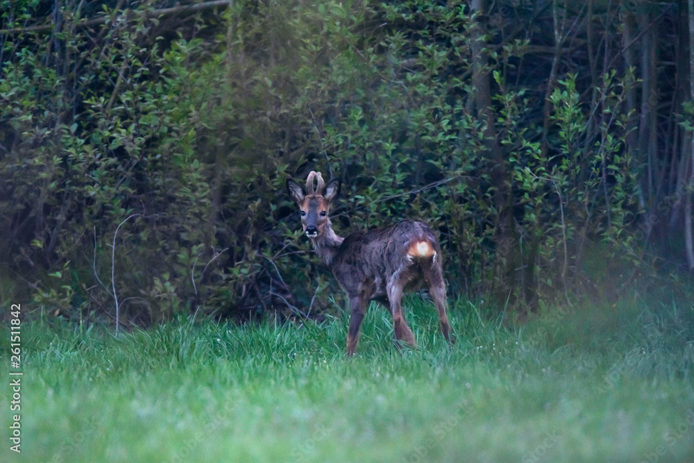 Young roebuck in meadow at edge of bush. Young roebuck in meadow at edge of bush.