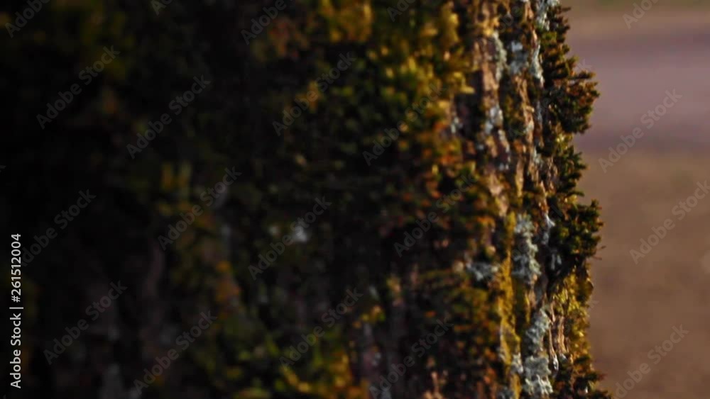 Detailed tree bark lichen algae formation on the edge, macro shot Detailed tree bark lichen algae formation on the edge, macro shot