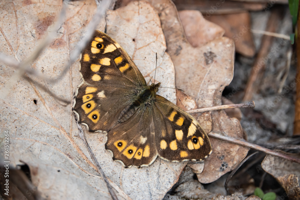 Fototapeta premium Speckled Wood Butterfly in Springtime