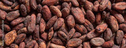 Cocoa beans full frame background, banner. Close up view