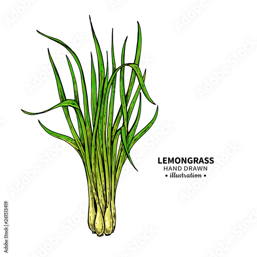 Lemongrass vector drawing. Isolated illustration of leaves. Organic essential oil sketch.