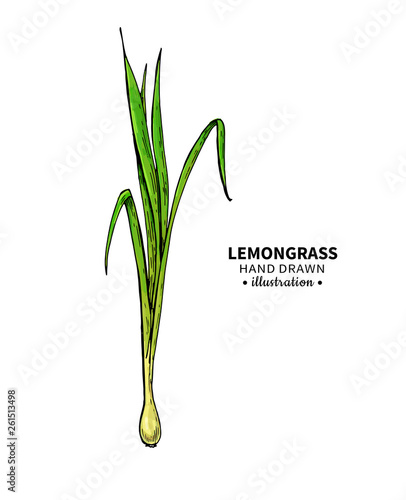 Lemongrass vector drawing. Isolated illustration of leaves. Organic essential oil sketch.