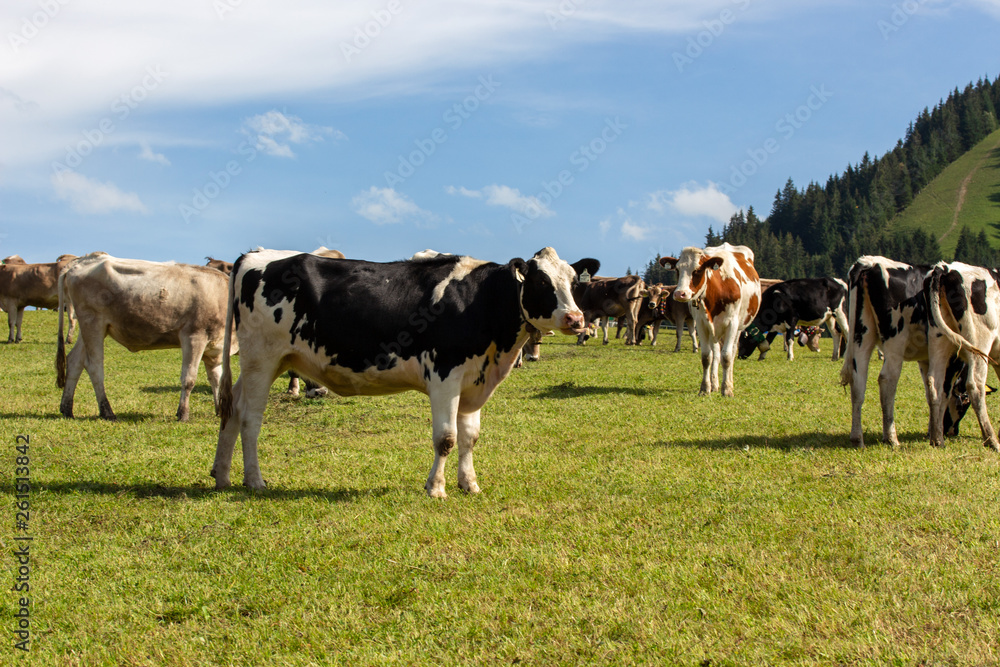 Auf der Alm Auf der Alm