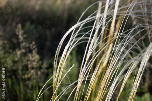Feather grass. Selective focus. Nature background. Stipa. © Lena Philip