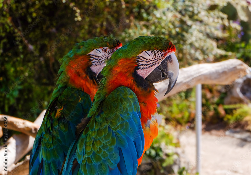 Deux perroquets Ara chloroptère gros plan.