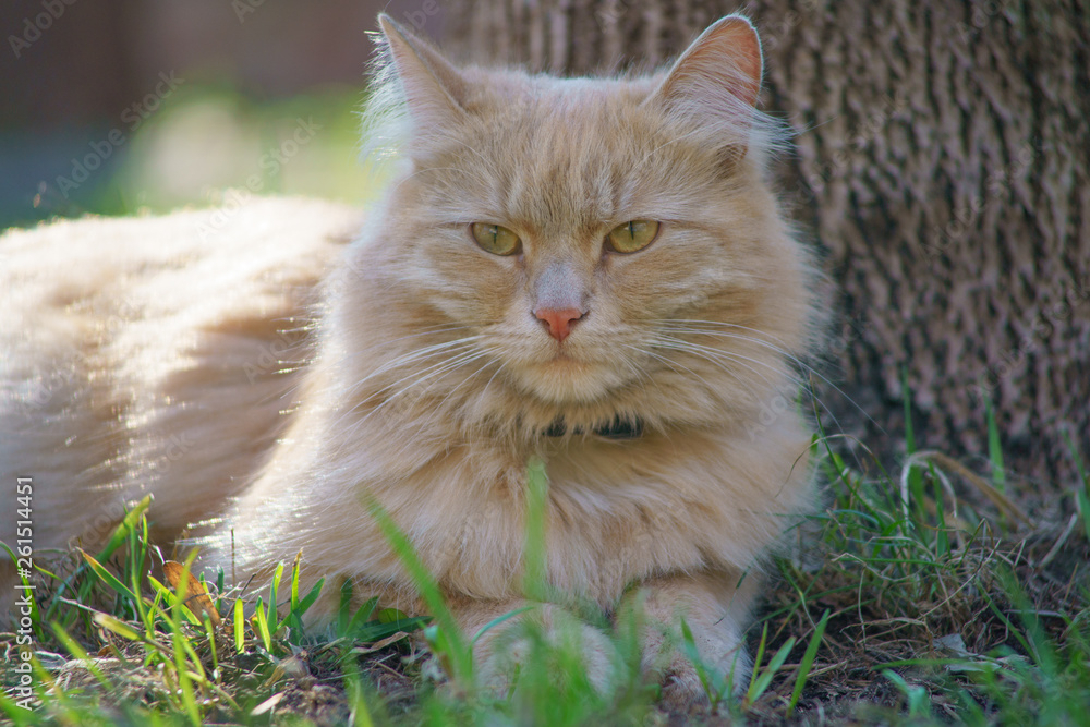 Portrait of the red cat at the city street at spring  time