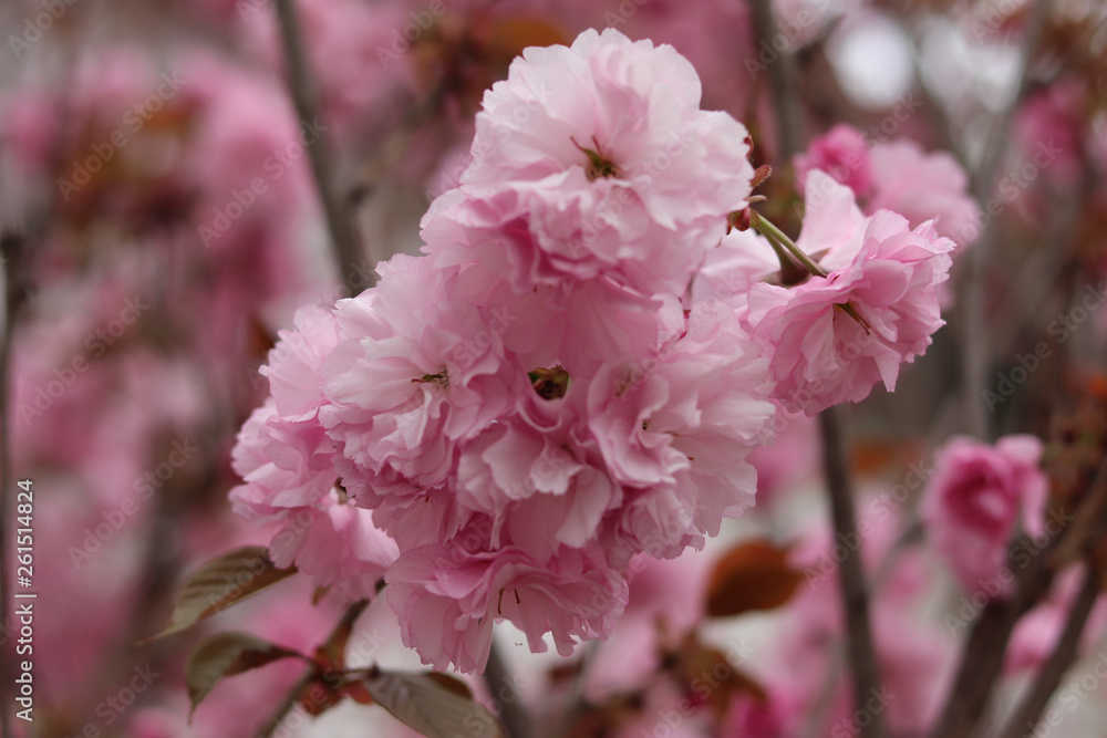 pink flowers of cherry tree