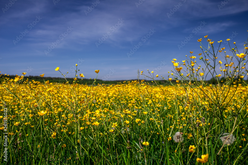 Fototapeta premium Sunlight meadow yellow buttercup