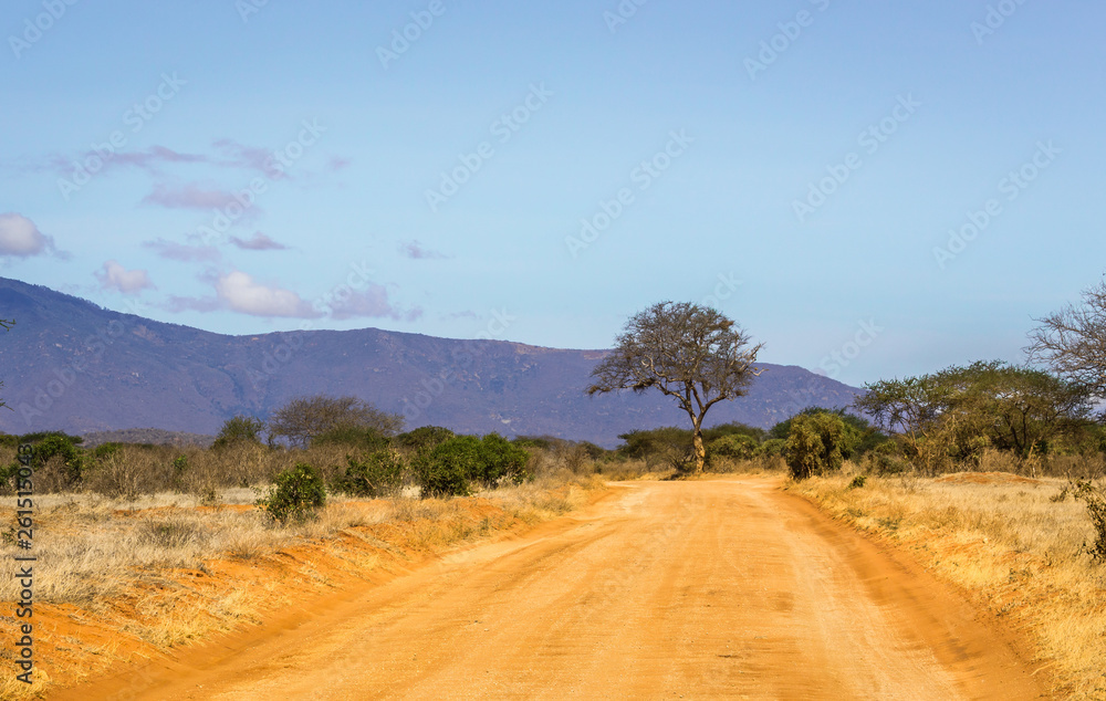 Fototapeta premium Safari road in Kenya
