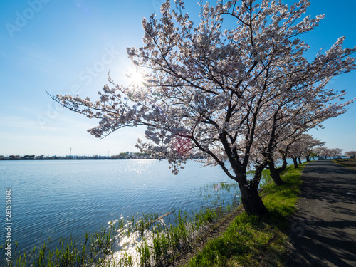 伊佐沼の桜