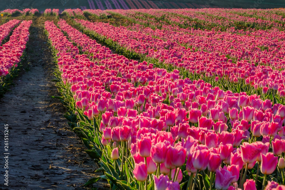 Champ de tulipes en Provence, France. Tulipes roses au premier plan. Lever de soleil.