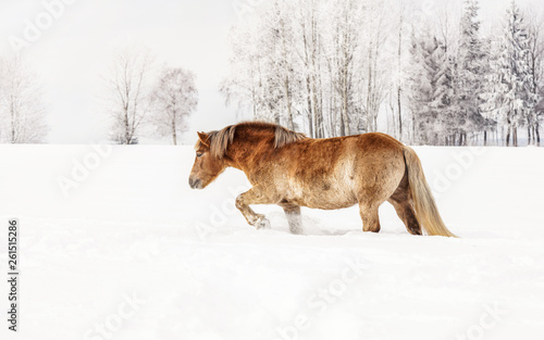 Light brown Haflinger horse walks in snow during winter, blurred trees in background