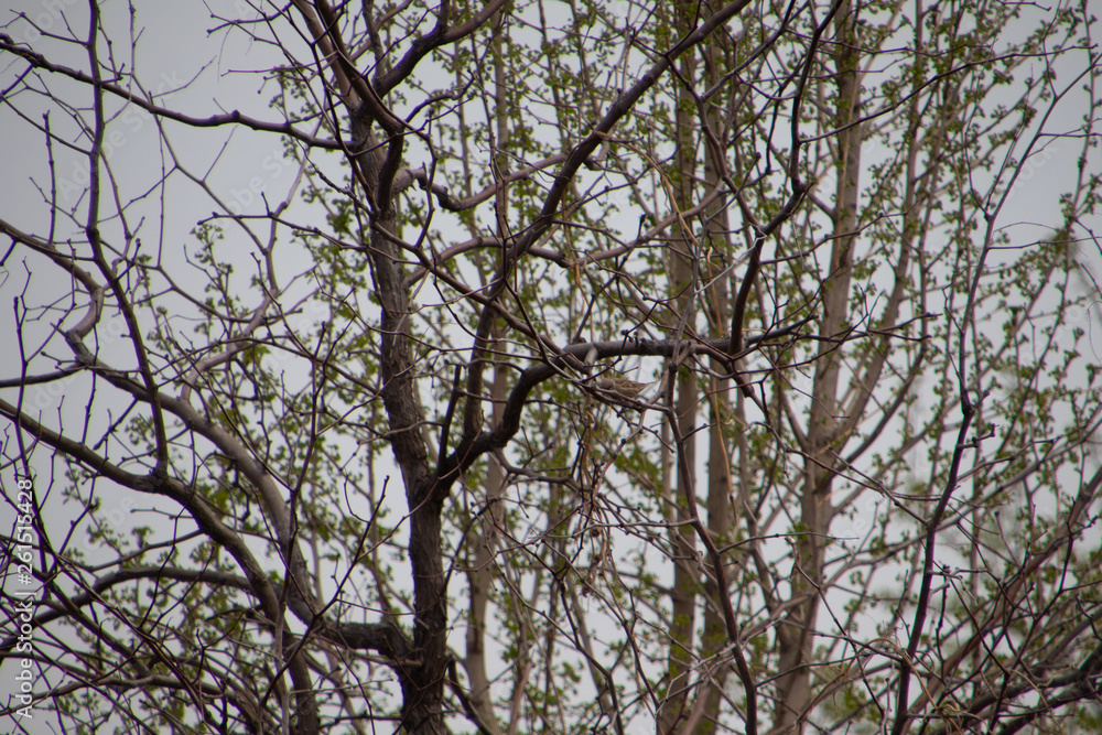 bird on branch bird on branch