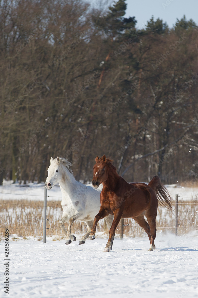 Obraz premium Konie w śniegu