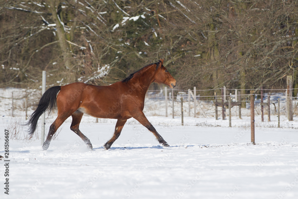 Pferde im Schnee