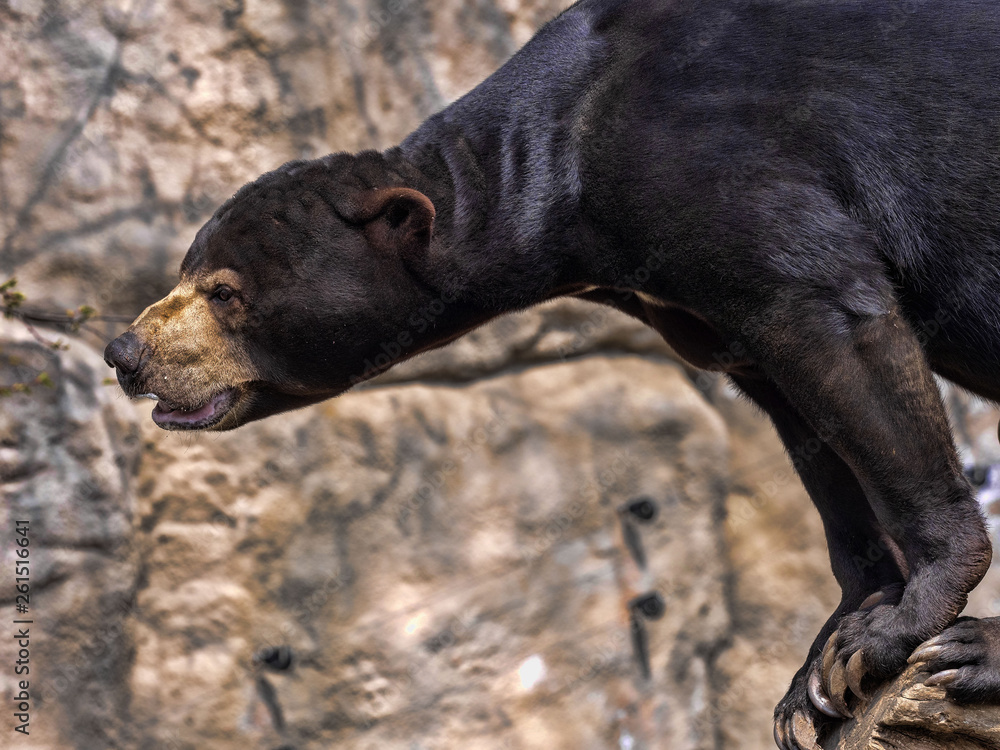 Malayan sun bear, Helarctos malayanus, climbs the trunk
