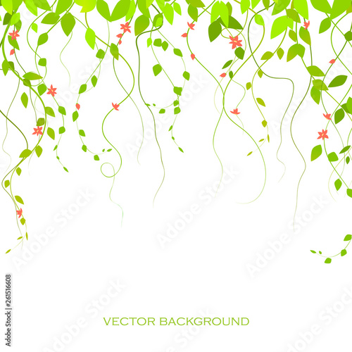 background with green branches and flowers, lianas, vector branches. The curtain is lian. vector.