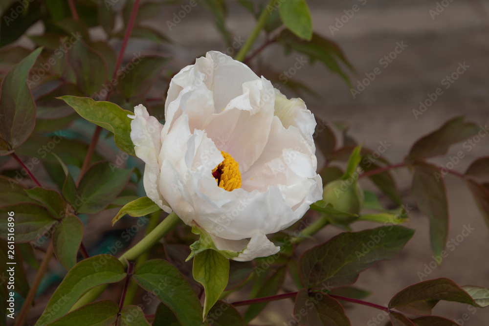 white flower white flower