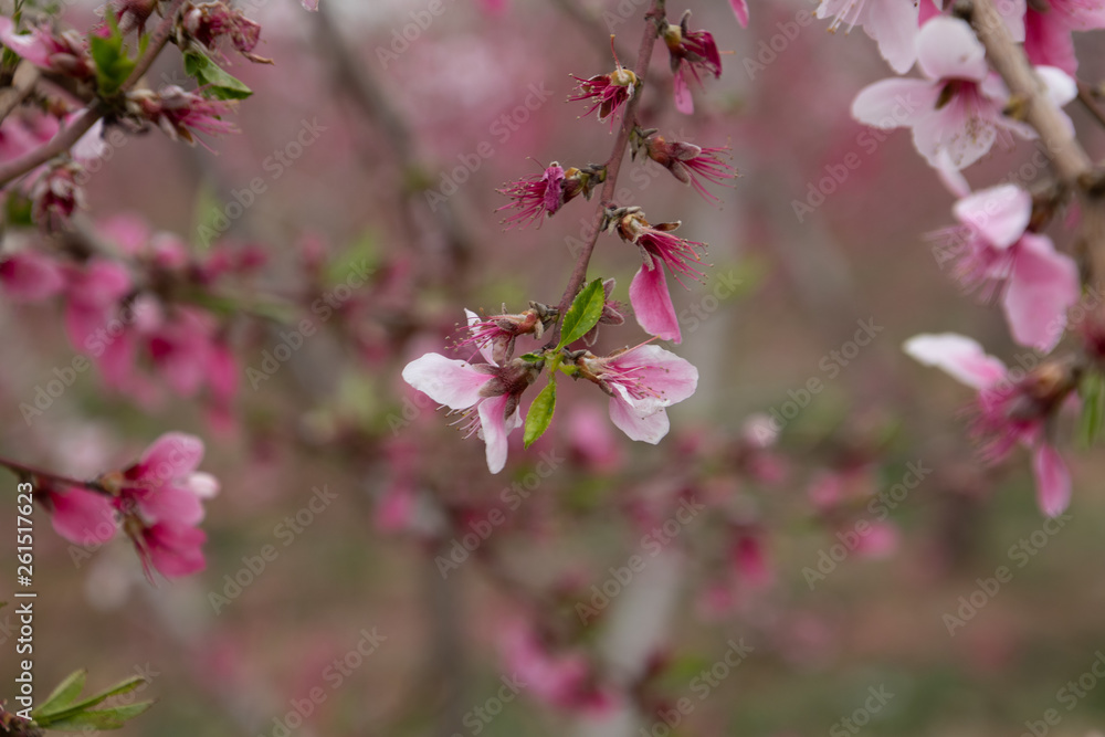 pink flowers in garden pink flowers in garden
