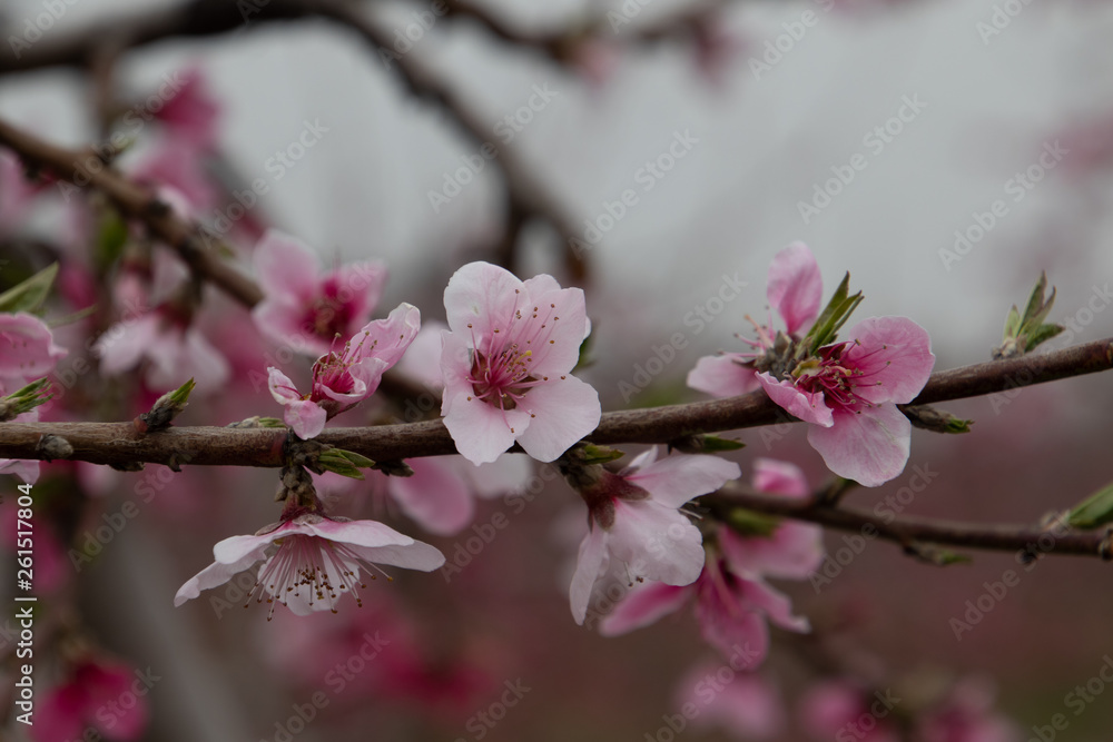 flowers of tree flowers of tree
